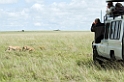 Serengeti Gepard04